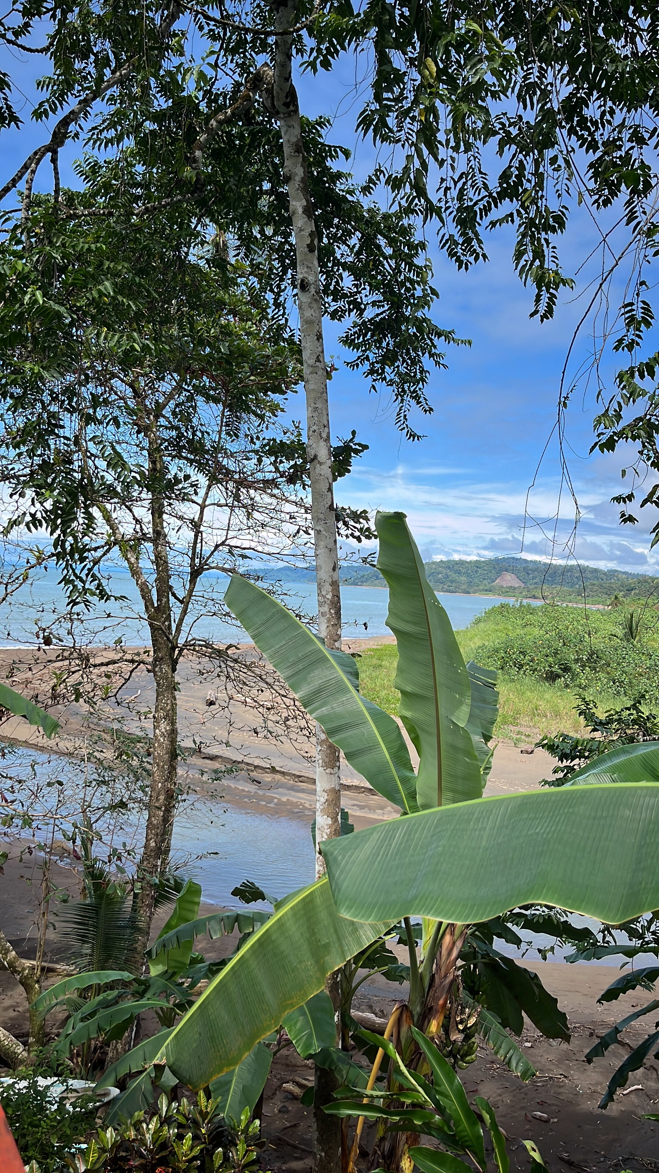 Pirate Cove-官方