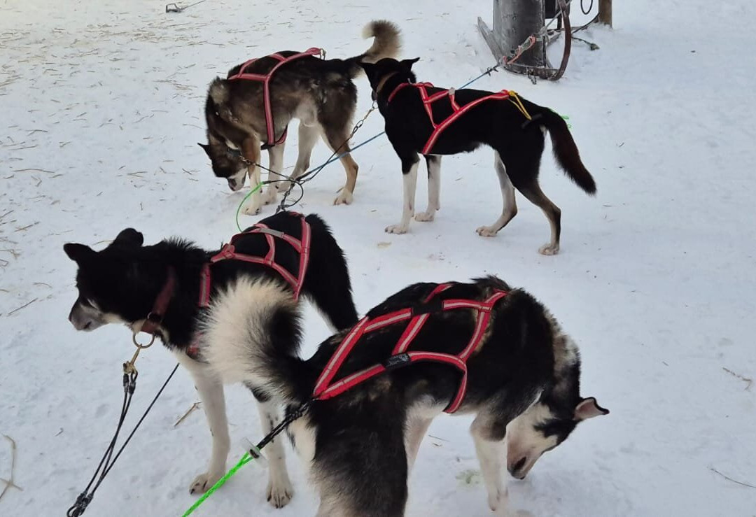 Husky Ranch Lapland-Kolari必去景点