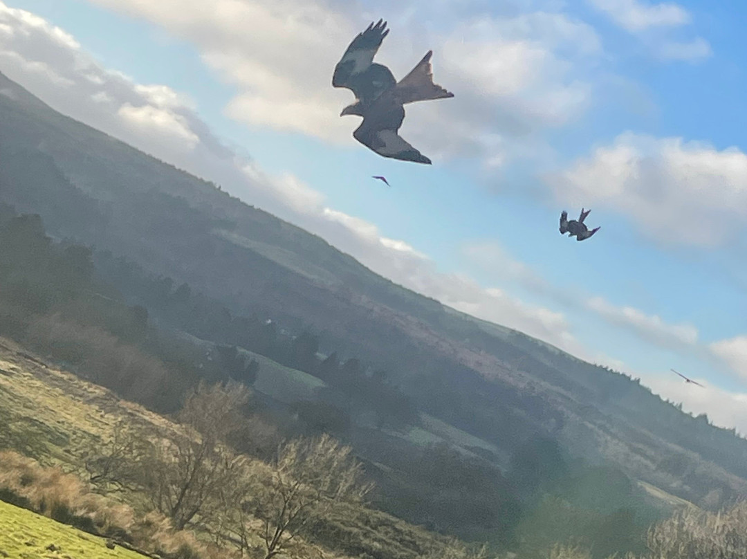 Bellymack Hill Farm - Kite Feeding Station景点图片