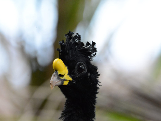 Costa Ballena Explore-彭塔雷纳斯必去景点