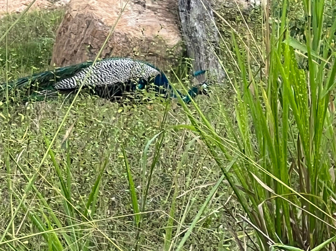 Karunakarala Travels-Waikkal必去景点