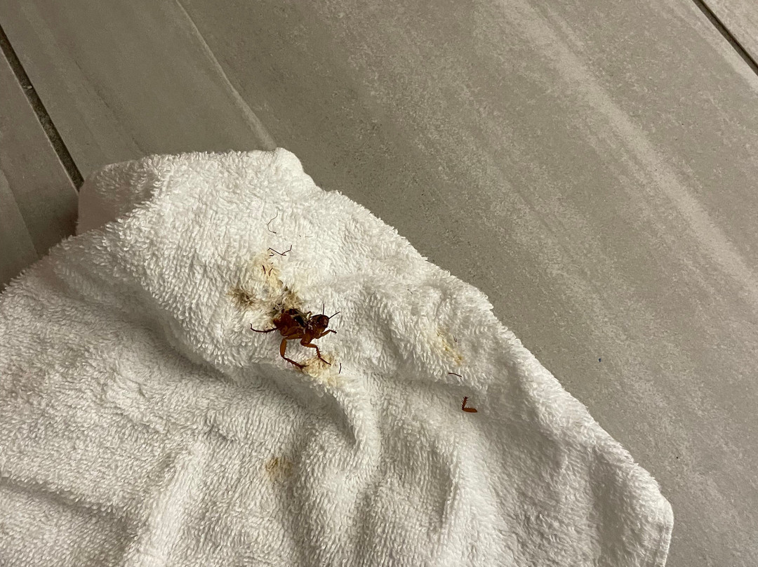 Holiday Inn Express Williamston By IHG主图