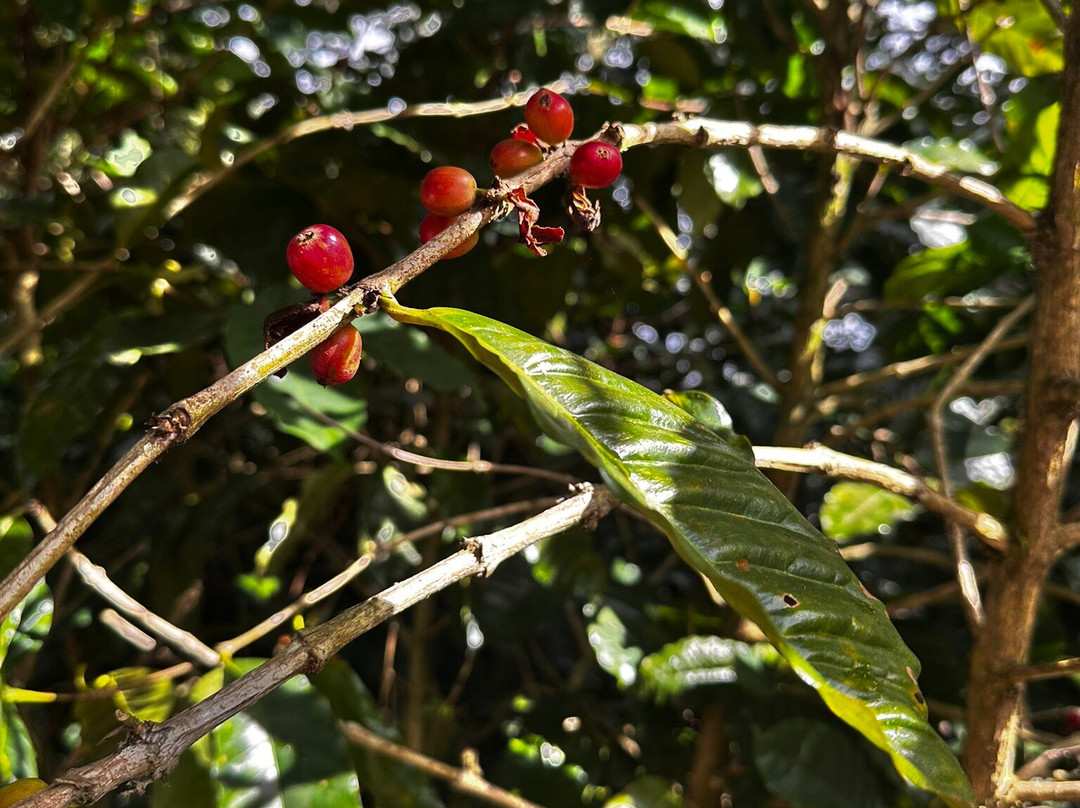 Sandra Farms Coffee-Adjuntas必去景点