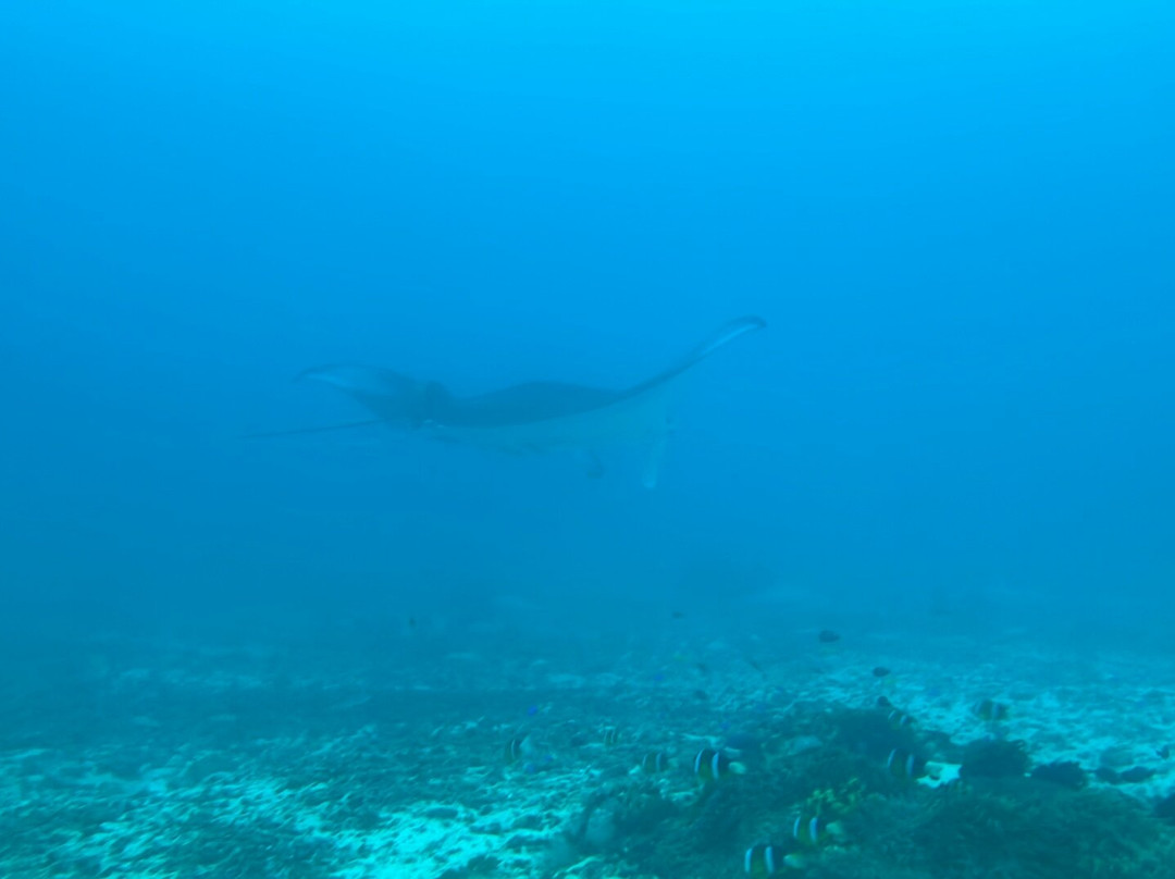 Bicol Dive Center-栋索尔必去景点