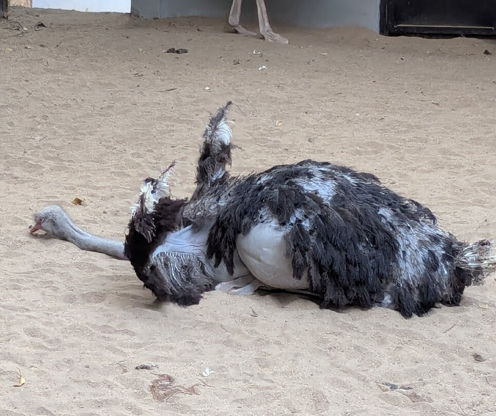 Dehiwala Zoo景点图片