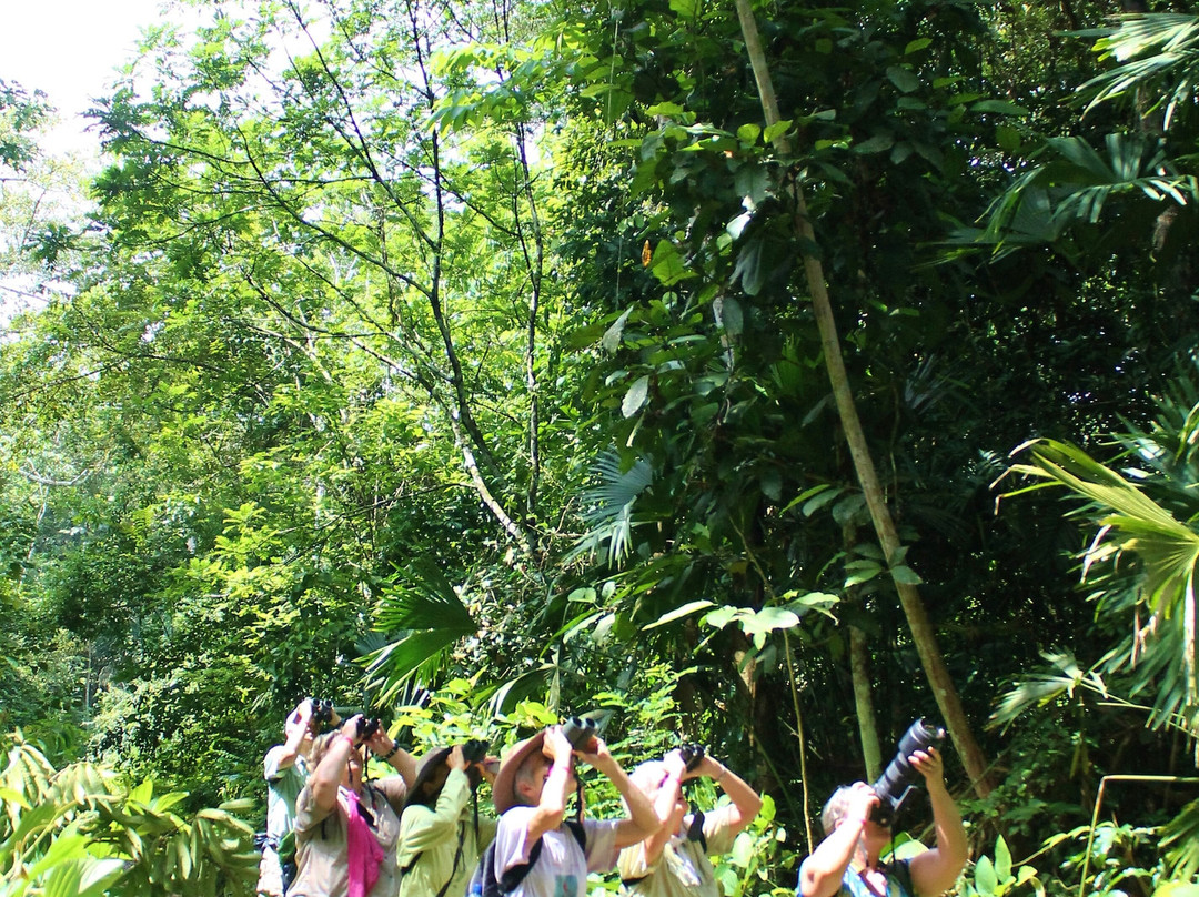 Gamboa Rainforest Reserve主图