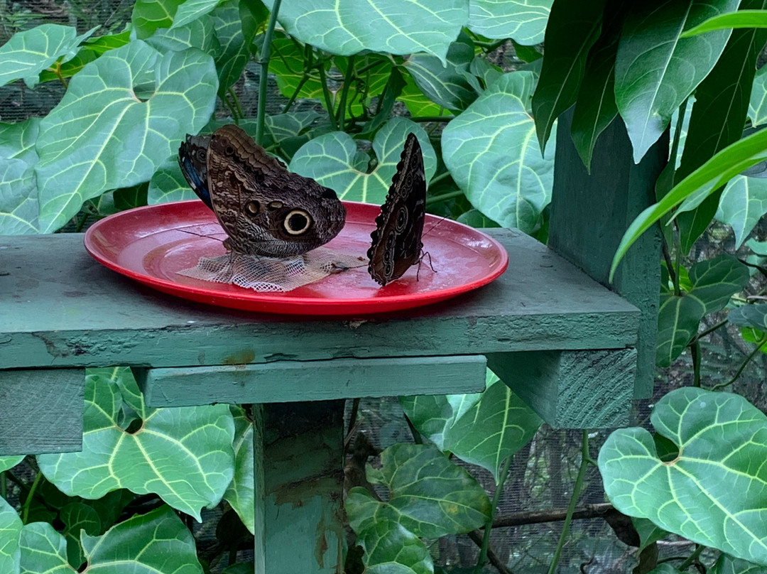 Spirogyra Butterfly Garden景点图片