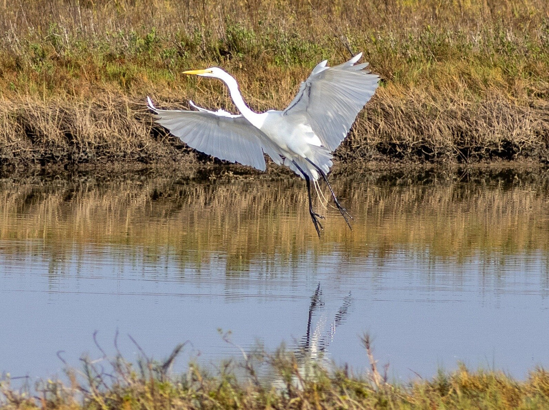 Aransas Bay Birding Charters-罗克波特必去景点