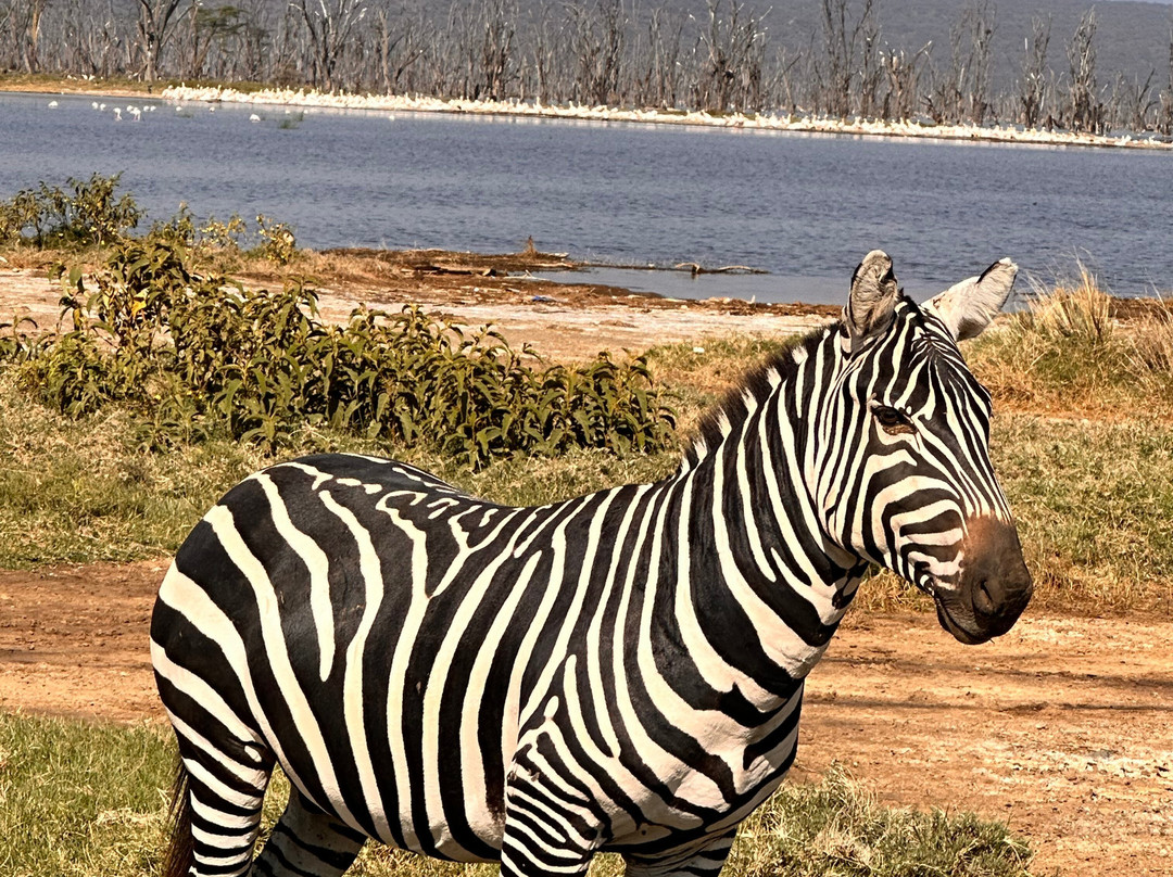 Pega Tours & Travel Agencies Limited-纳库鲁必去景点