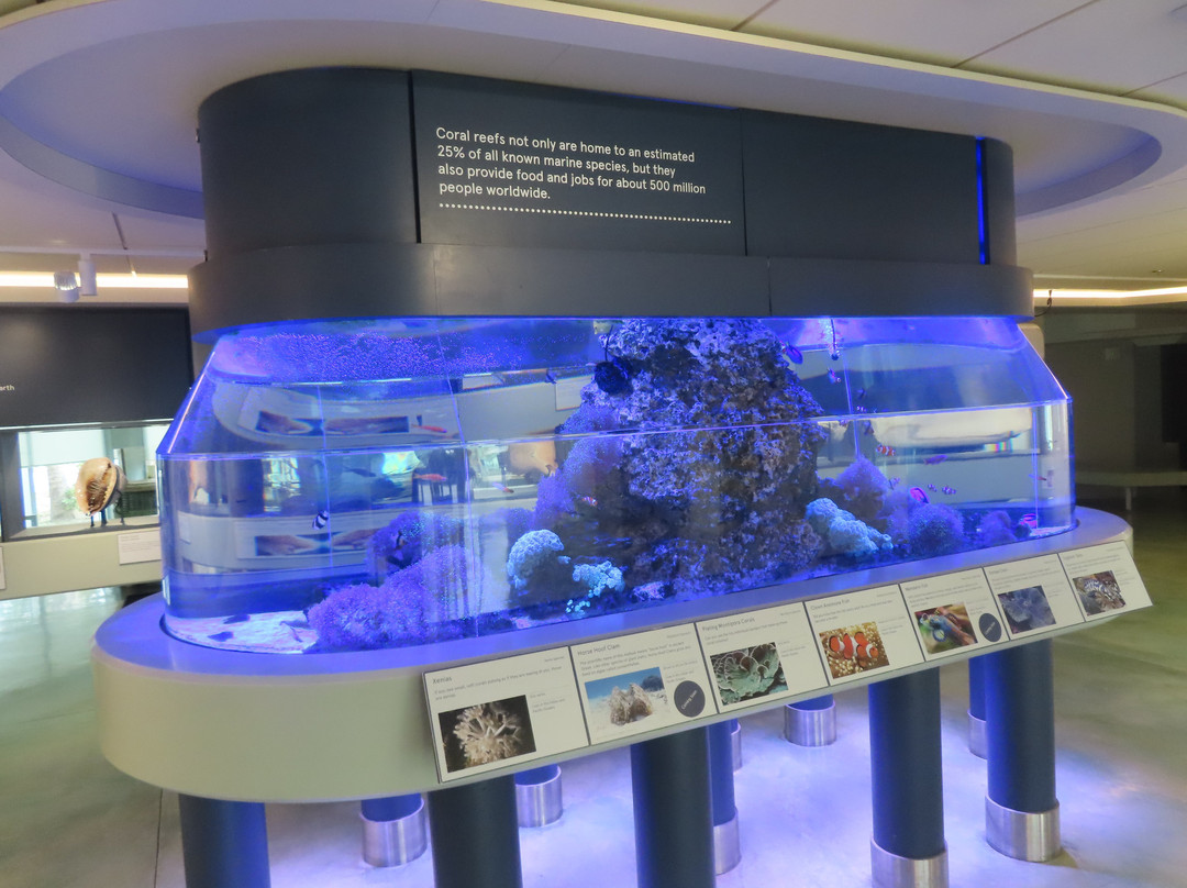 The Bailey-Matthews National Shell Museum & Aquarium景点图片