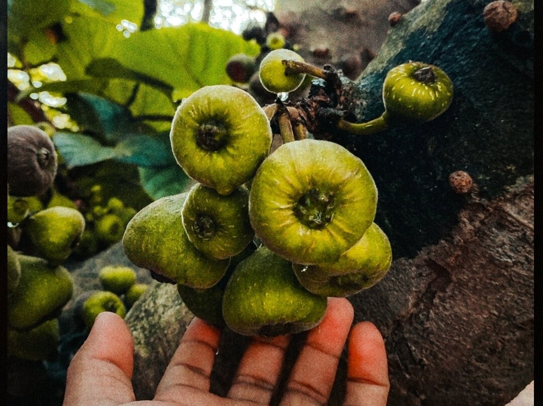 Malom -The Coorg Of Kerala景点图片