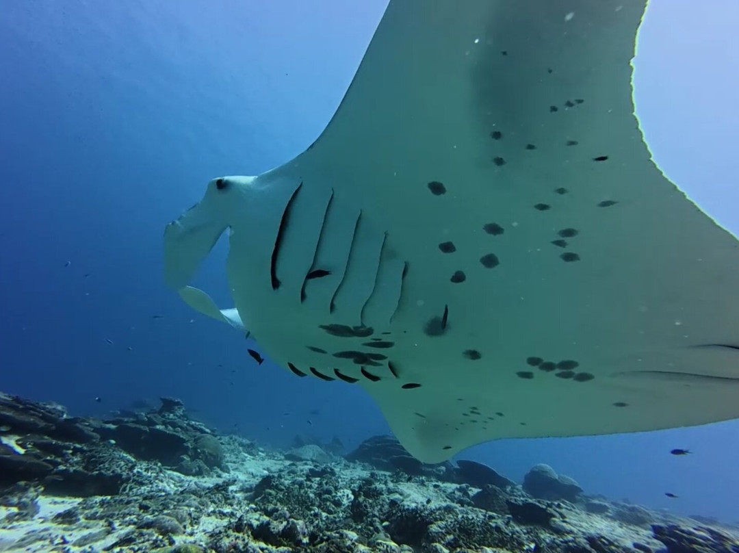 Addu Scuba Club景点图片