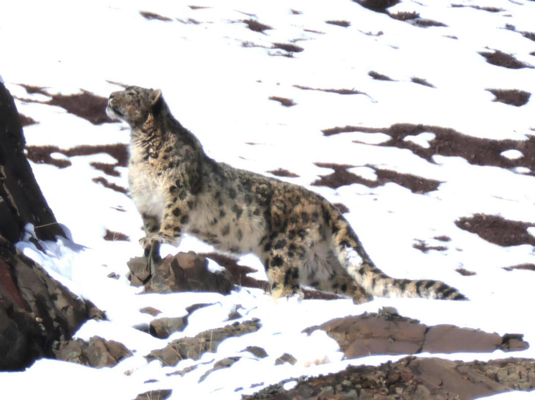 Wildlife Expeditions India景点图片