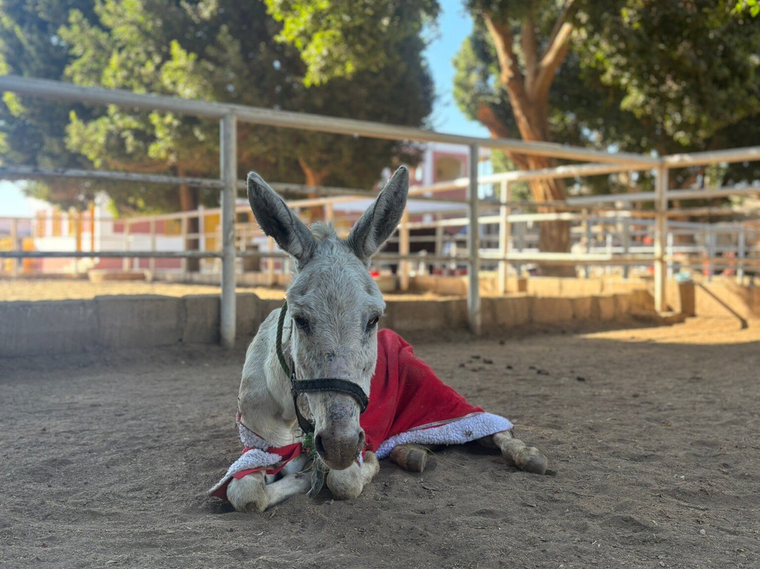 ACE - Animal Care in Egypt-卢克索必去景点