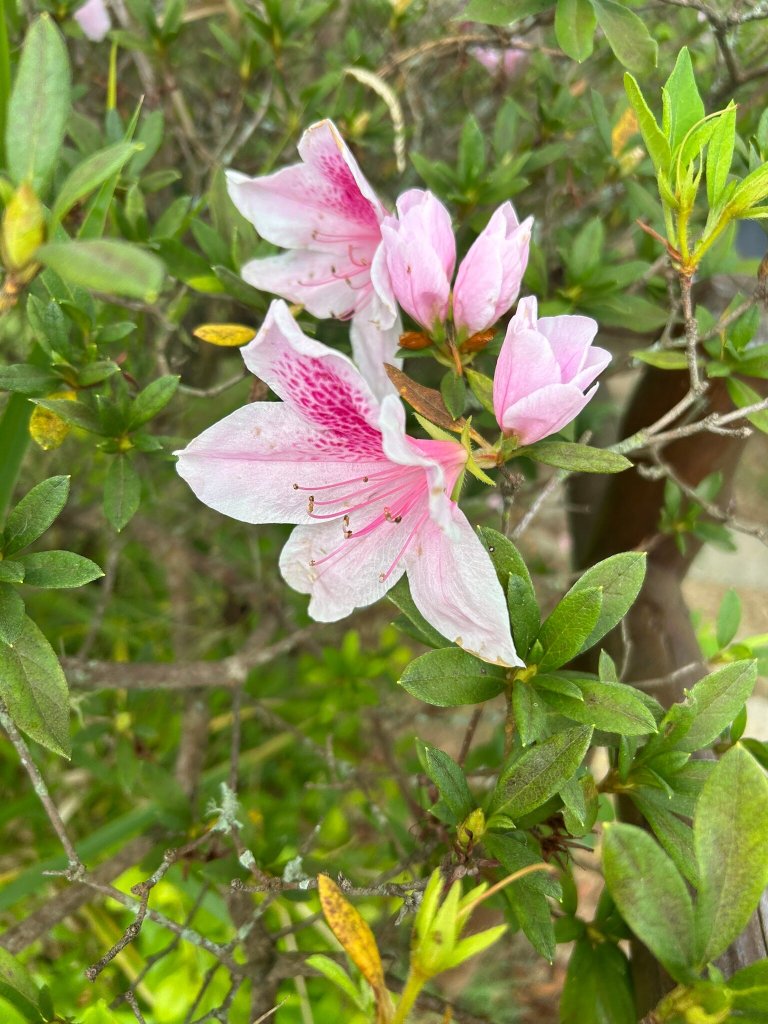 Pousada Chacara Putini-官方