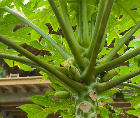 Chocolate Mountain / Cacao Tour-Rio Grande必去景点