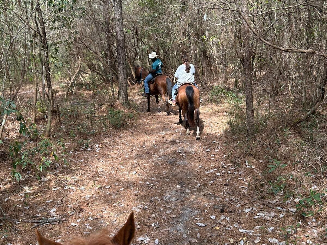 County Line Horse Trail Rides-Beulaville必去景点