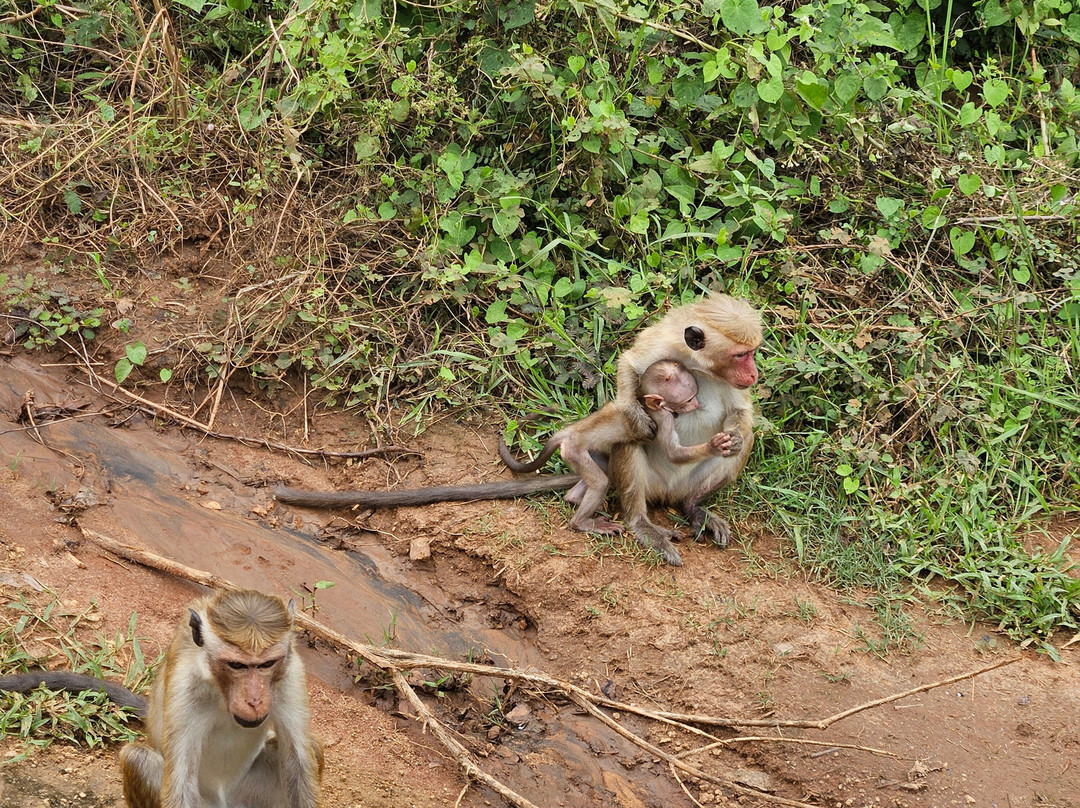 Udawalawe Safari Jeep With Guides景点图片