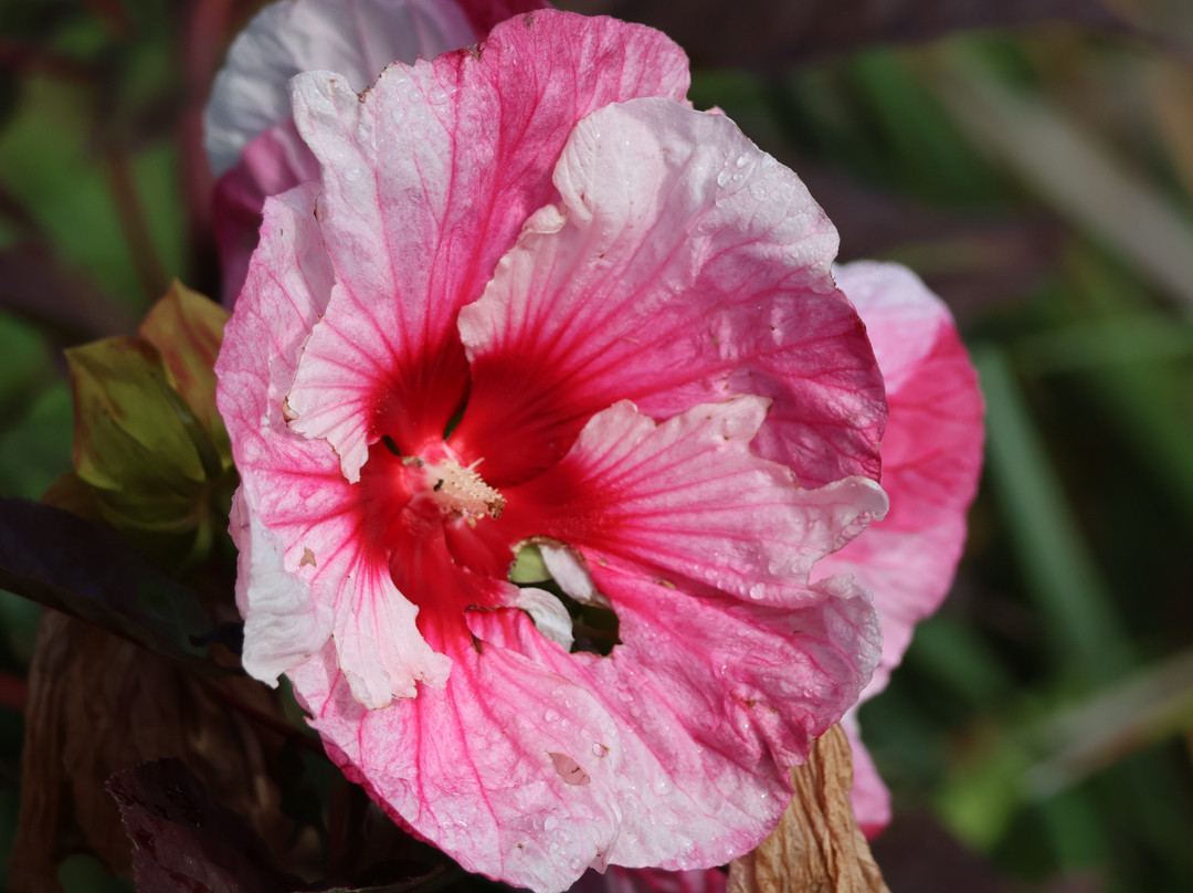 Te Henui Cemetery-新普利默斯必去景点