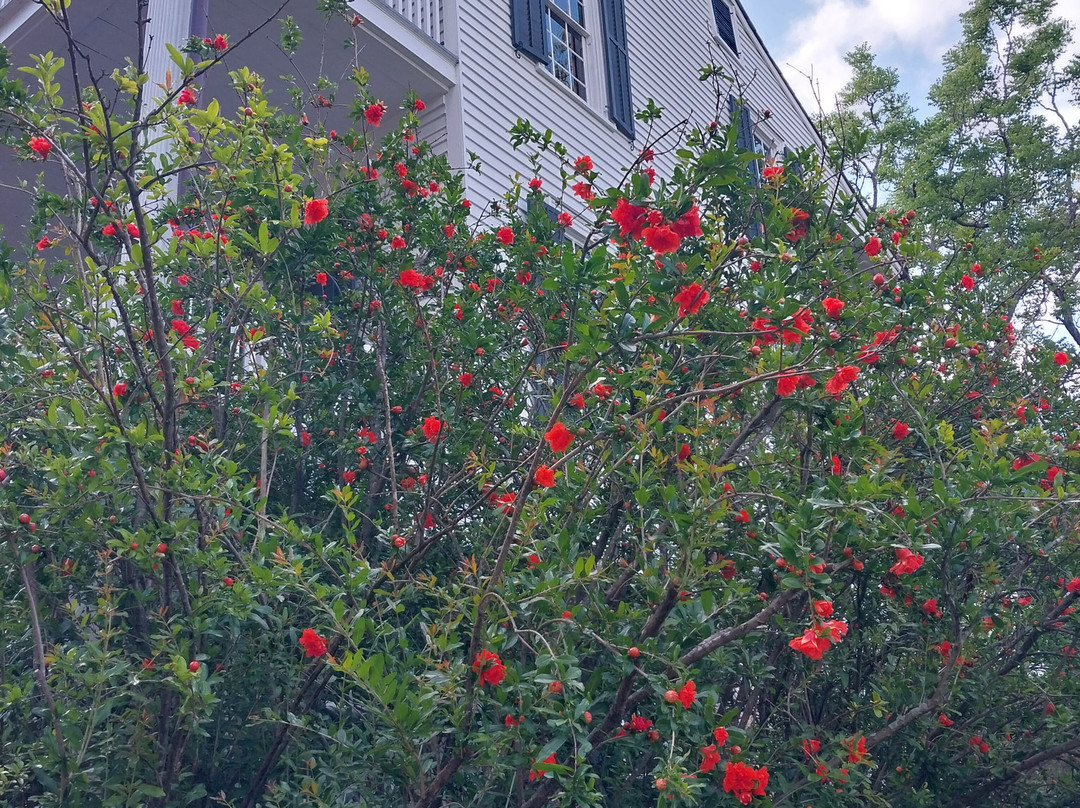 Burgwin-Wright House and Gardens景点图片