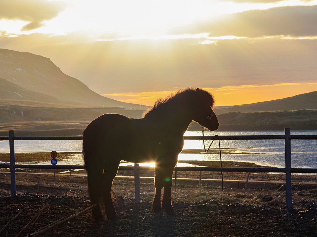 Kirkjufell Horse Center-格伦达菲厄泽必去景点
