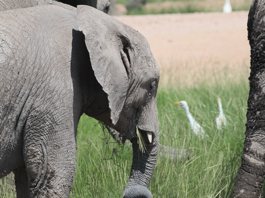 Kenya Safari Escapes-马林地必去景点