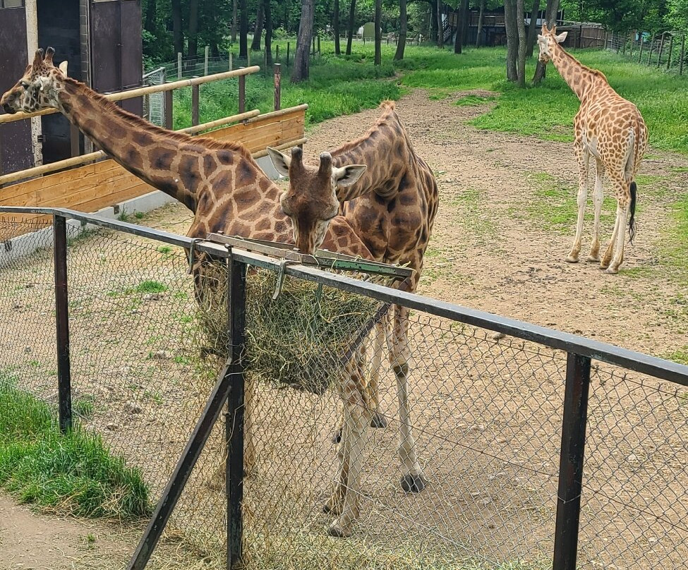 Safari De Peaugres景点图片