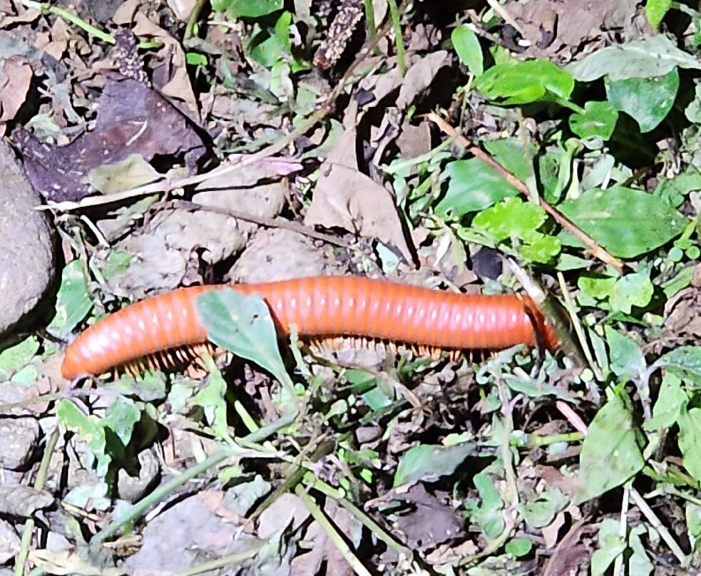 Tapir Valley Nature Reserve-Bijagua de Upala必去景点