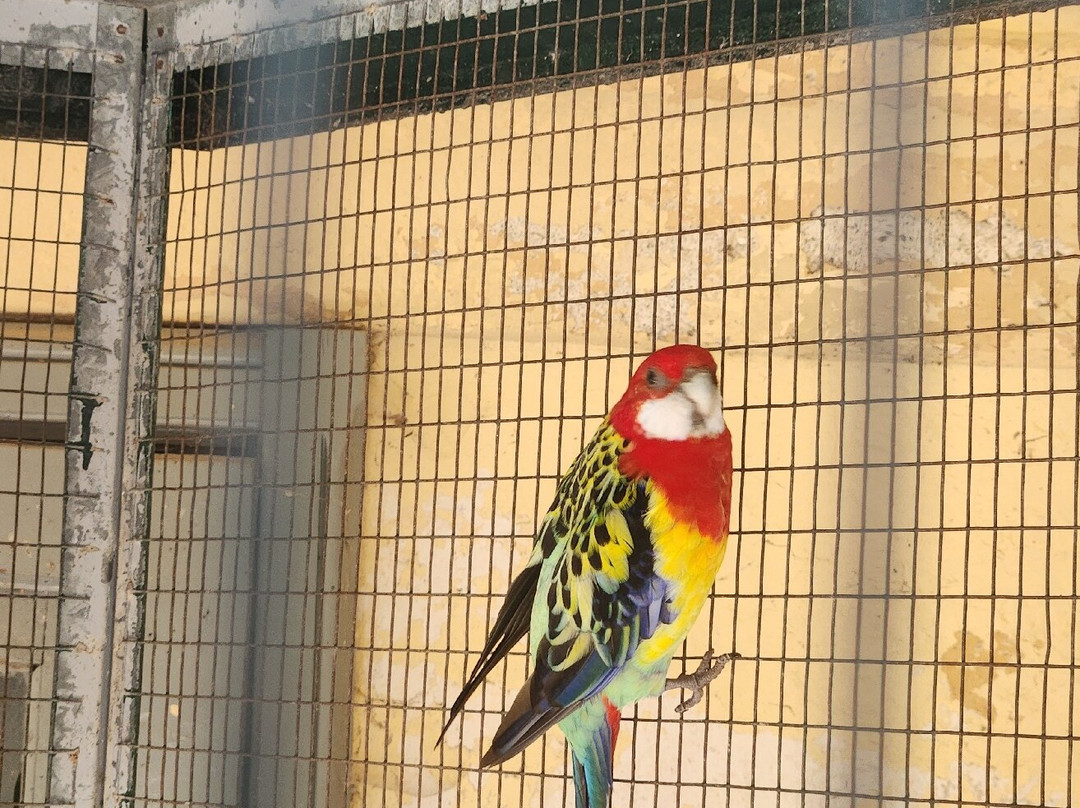 The Lake Maggiore Express-斯特雷萨必去景点