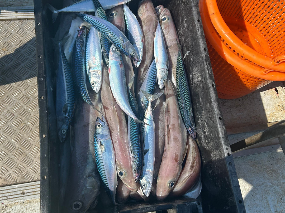 West Kerry Sea Angling and Eco Tours-丁格尔必去景点