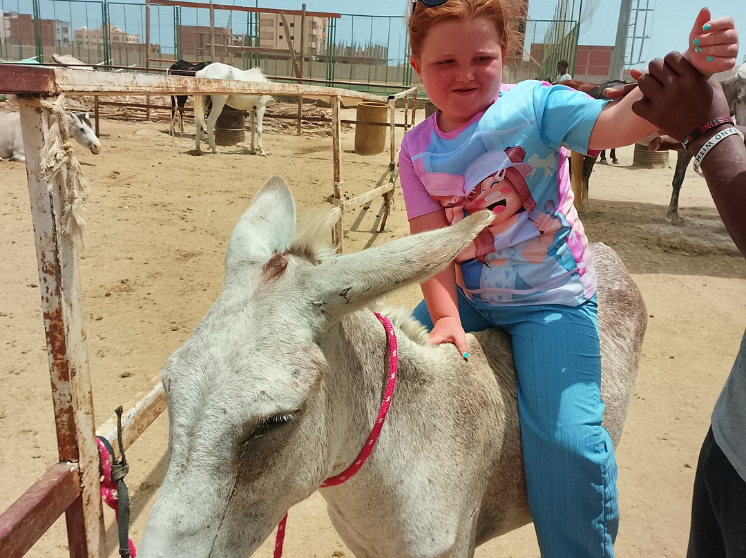 Horse Safari Hurghada-赫尔格达必去景点