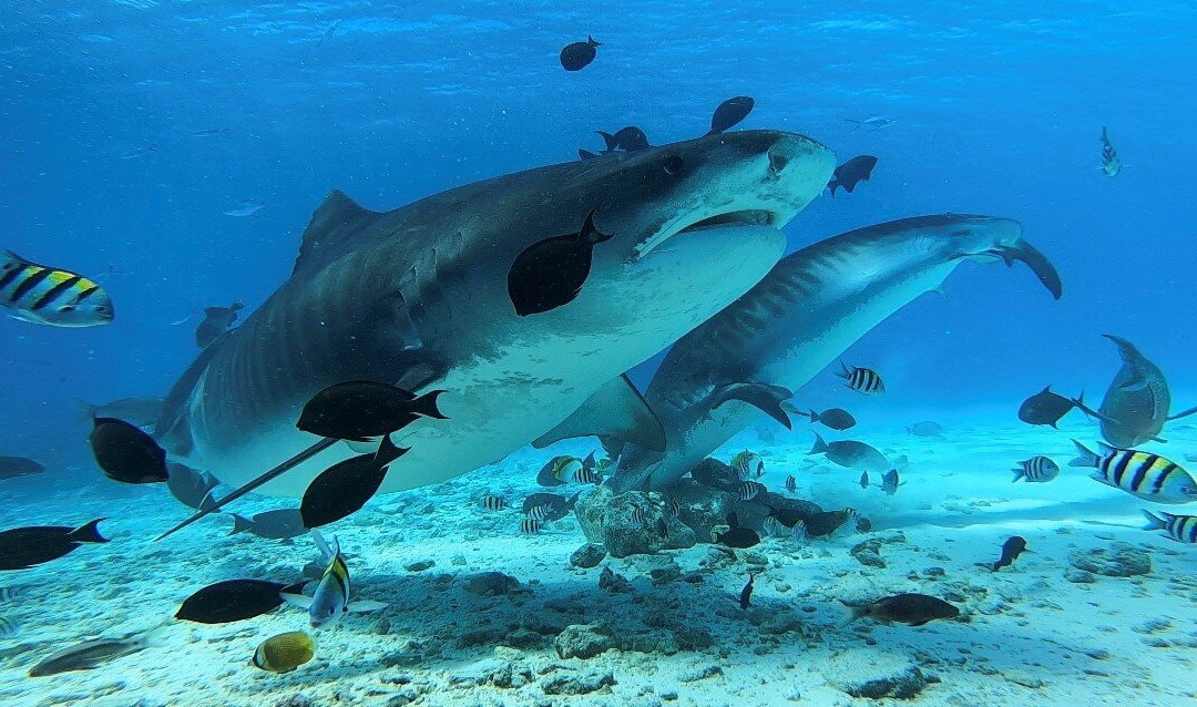 Fuvahmulah Scuba Club景点图片