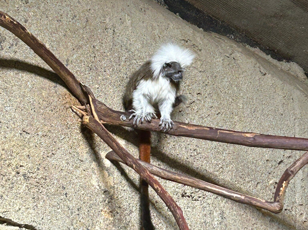 Rainforest Adventures-塞维尔维尔必去景点