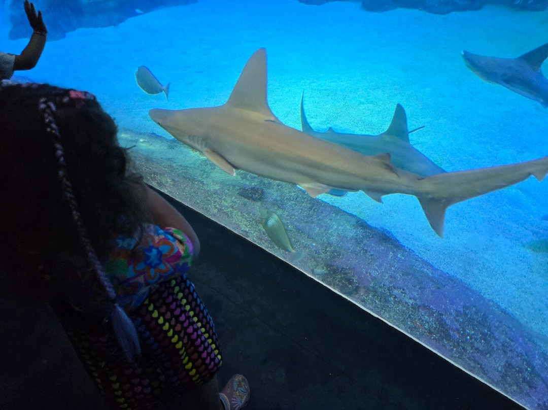 Underwater Observatory Marine Park-埃拉特必去景点