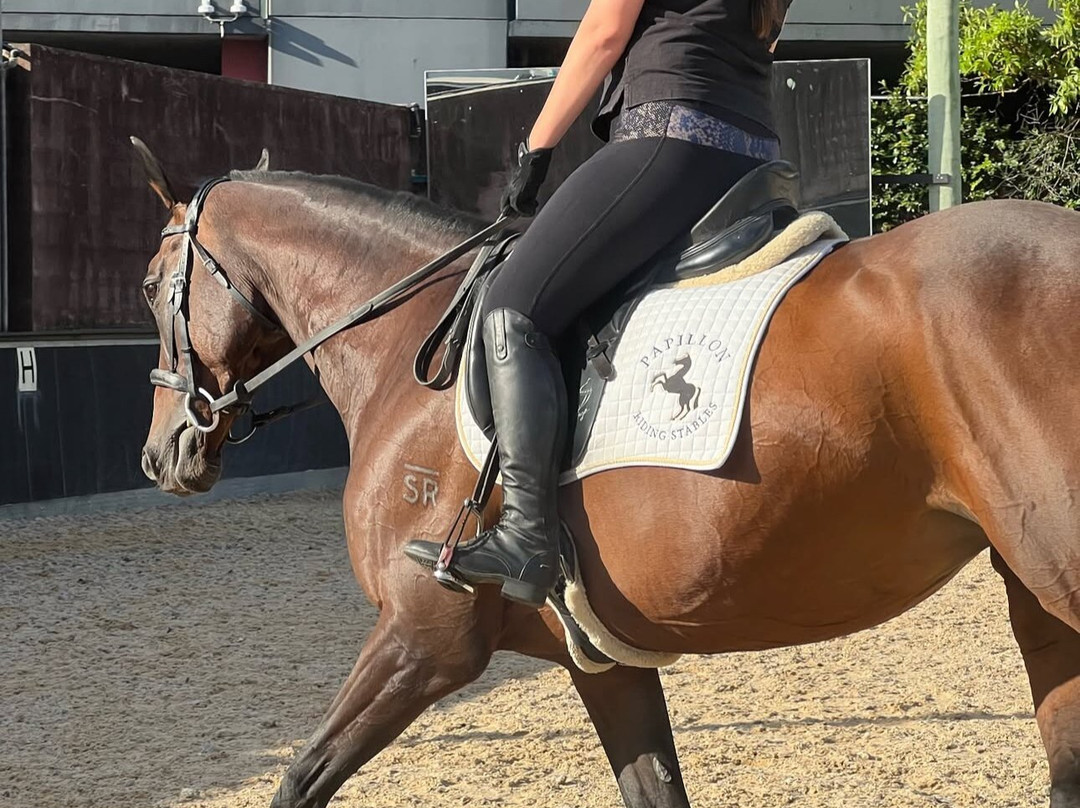 Papillon Riding Stables-悉尼必去景点