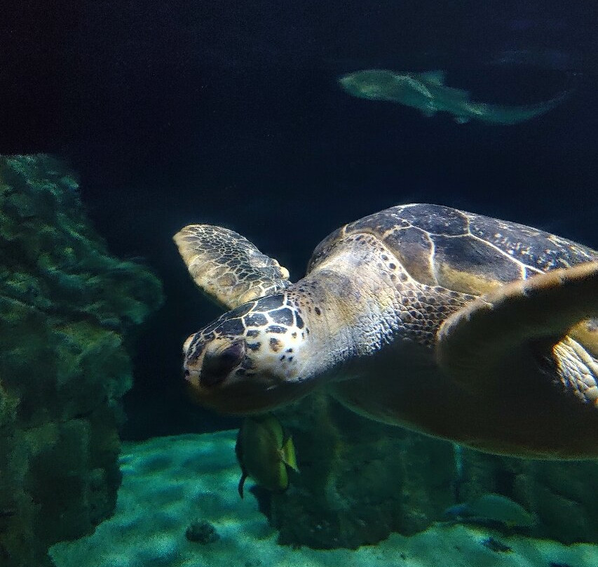 Acquario Di Livorno景点图片