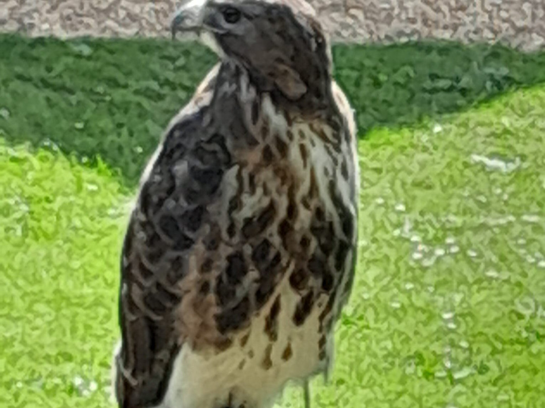 West Sussex Falconry景点图片