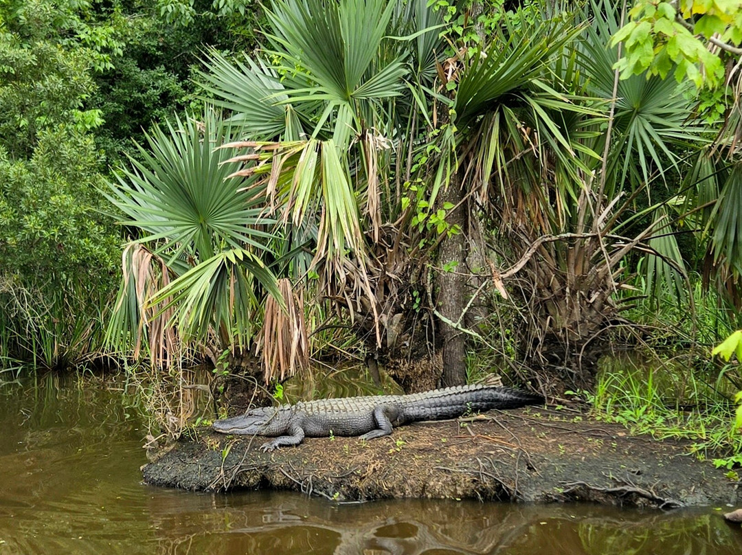 Cajun Pride Swamp Tours景点图片