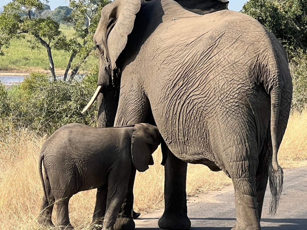 The Kruger Safari Co.-司库库札必去景点