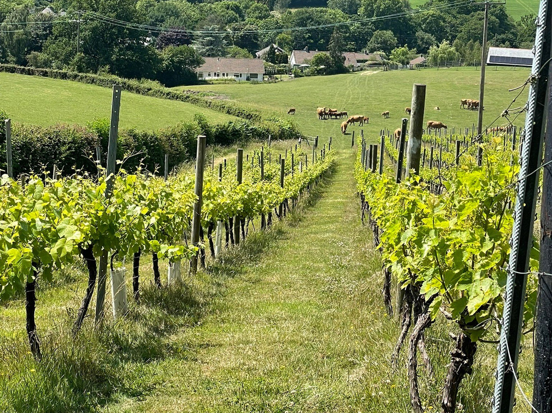 Dalwood Vineyard-Dalwood必去景点