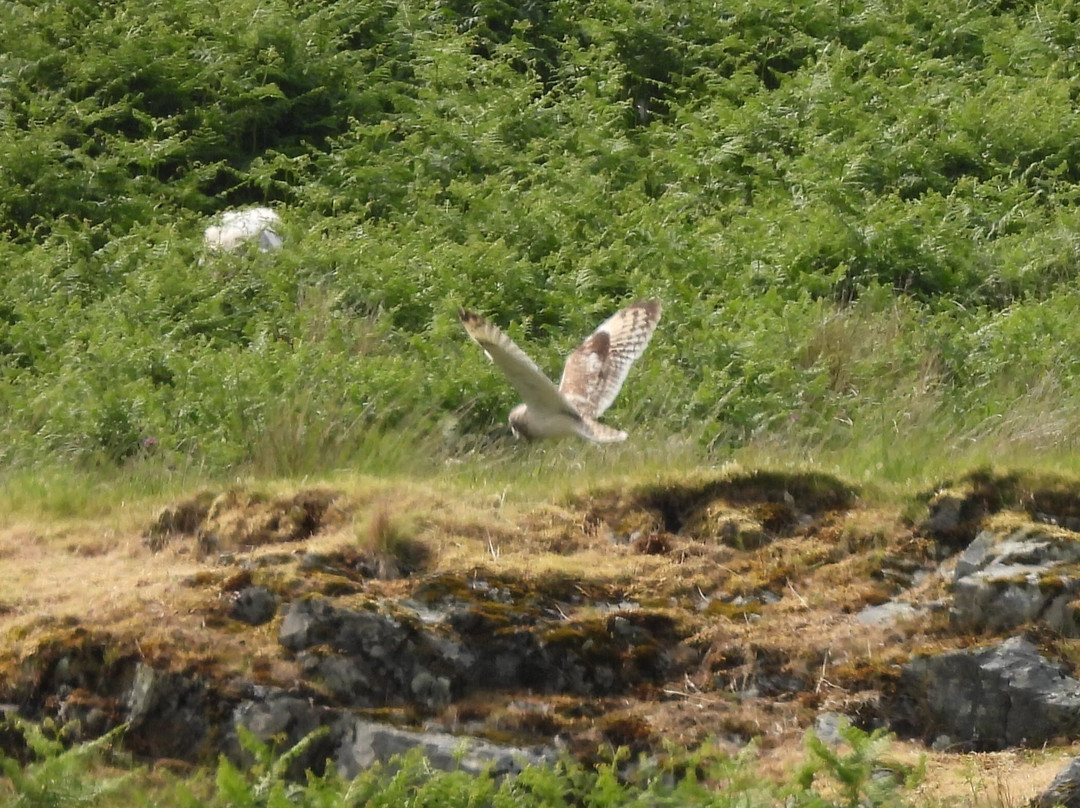 Mull Wildlife Tours-Craignure必去景点