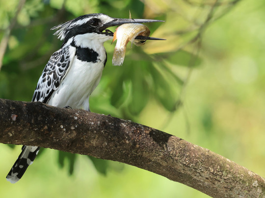 Zunguka Adventure Club-恩德培必去景点