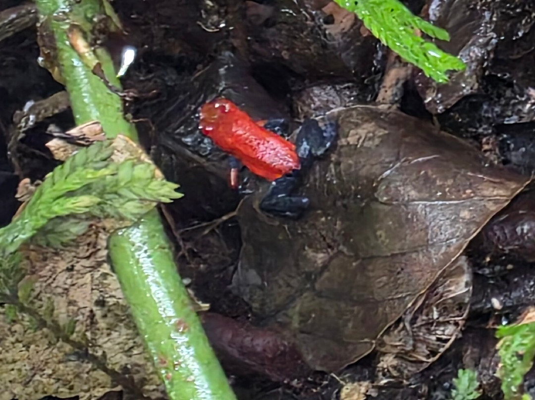 Bijagua Ranas-Bijagua de Upala必去景点