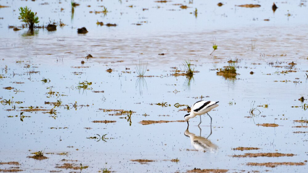 Discovering Donana-El Rocio必去景点