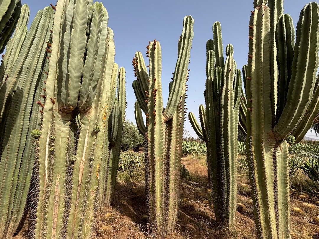 Cactus Thiemann-马拉喀什必去景点
