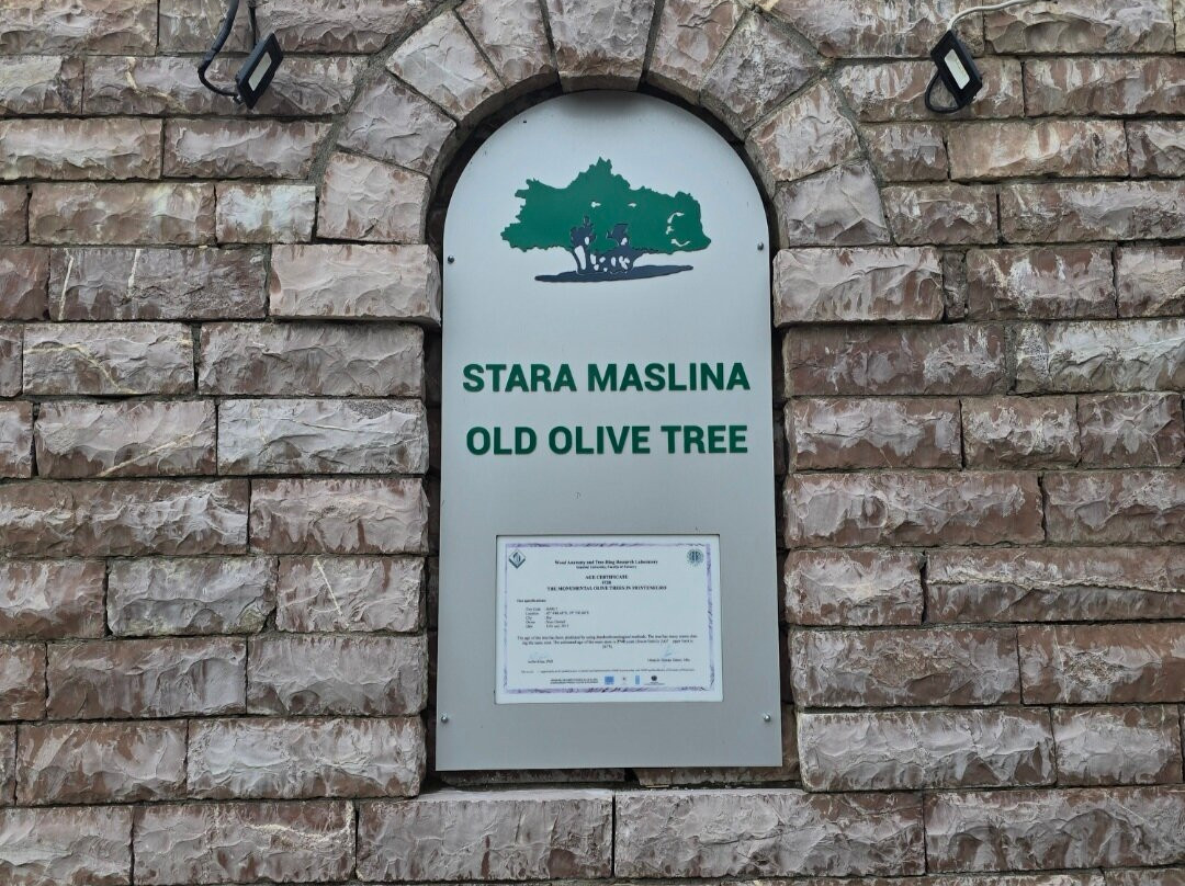 Old Olive Tree-Bar必去景点