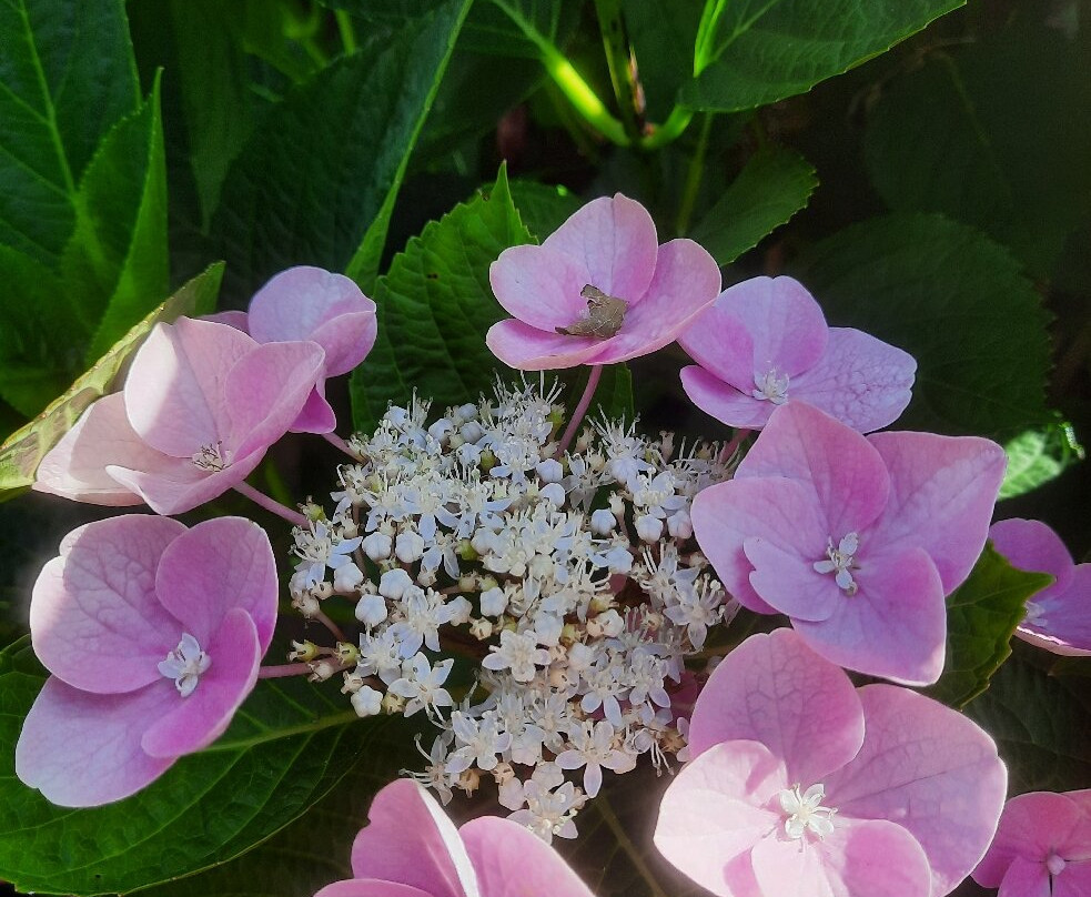 Parc de l'Arboretum-昂热必去景点