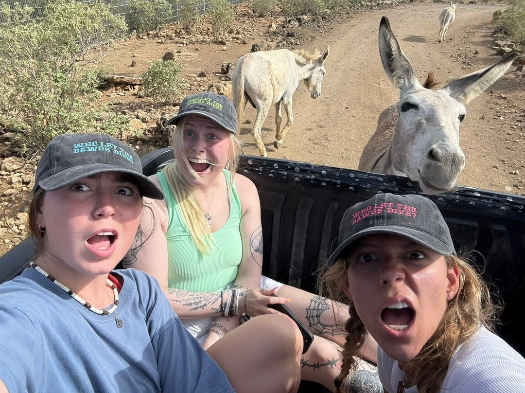 Donkey Sanctuary Bonaire-博奈尔岛必去景点