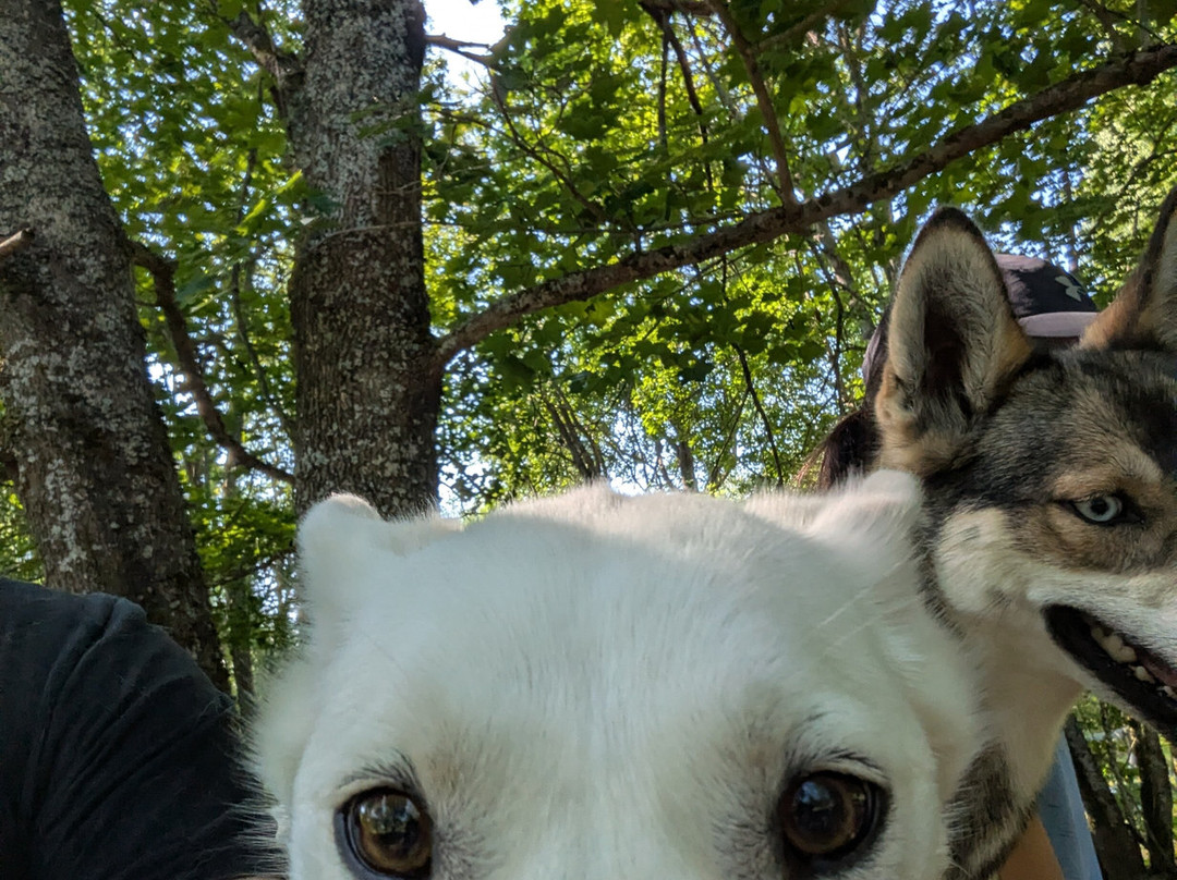 Måsek's Kennel-Sagmyra必去景点
