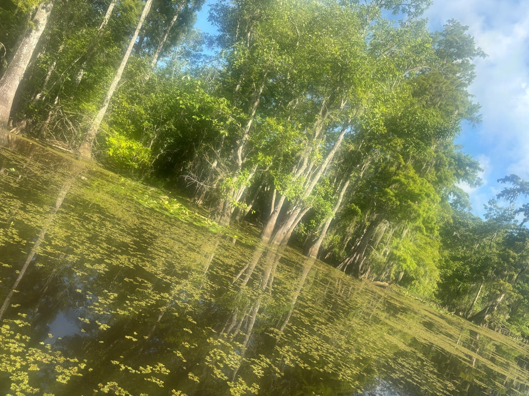 Beyond the Bayou-新奥尔良必去景点